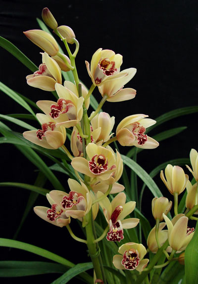 <p>Leaves are long and skinny compared to other orchids</p><p>5 petals to the flower</p><p>In the throat has a rolled up "tongue" inside of throat</p><p>No stem except for flower spike</p><p>Backside has a sharp midrib</p><p>Has "bulbs" just above the ground</p>