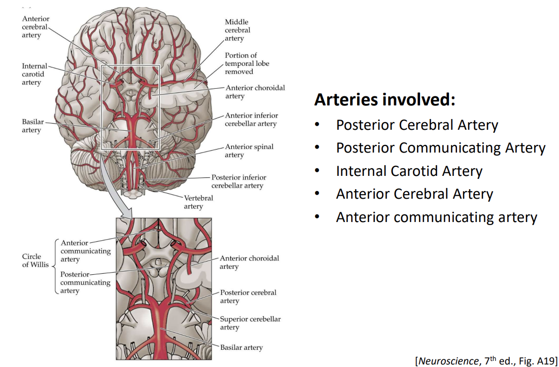<p>Ring formed by major cerebral arteries at the base of the brain, providing an alternate route if a main artery is damaged or blocked</p>