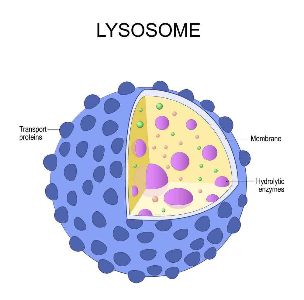 <p>function of a <strong>lysosome </strong></p>