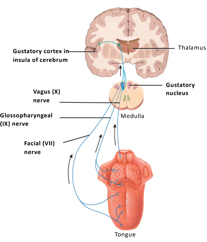 Facial (VII) nerve, Glossopharyngeal (IX) nerve, and Vagus (X) nerve.
