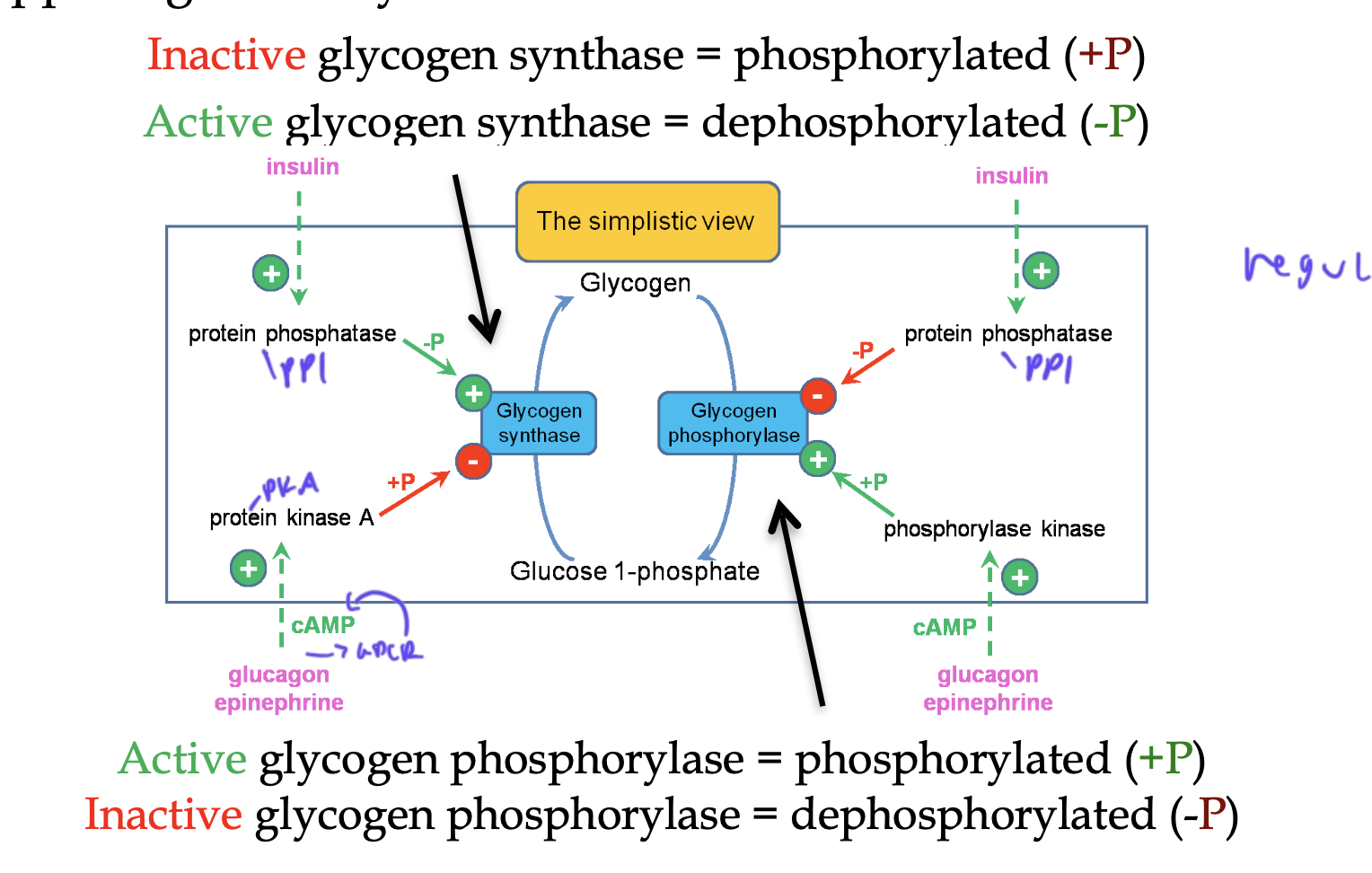 knowt flashcard image