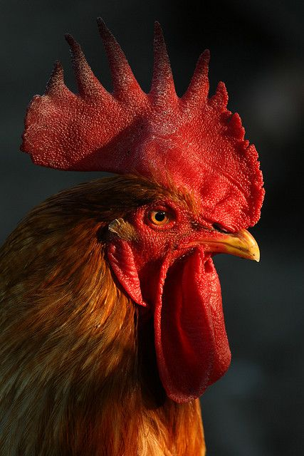 <p>a rooster is crowing</p>