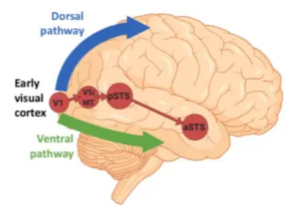 <p>A recent proposal by David Pitcher and the late Leslie Ungerleider introduces a third visual stream in the primate brain, specialized for dynamic social perception. </p><p>This stream runs from early visual cortex into the superior temporal sulcus (STS) via motion-selective areas (V5/MT), complementing the two established "what" and "where" (or "how") pathways. </p><p>This new model updates the influential "two visual pathways" model (ventral "what" stream for object recognition and dorsal "where"/"how" stream for spatial processing and action) that has dominated neuroscience for decades. </p><p>While some researchers view it as a distinct pathway within the broader ventral stream, the body of evidence points towards it being a functionally and anatomically independent visual stream in its own right. </p>