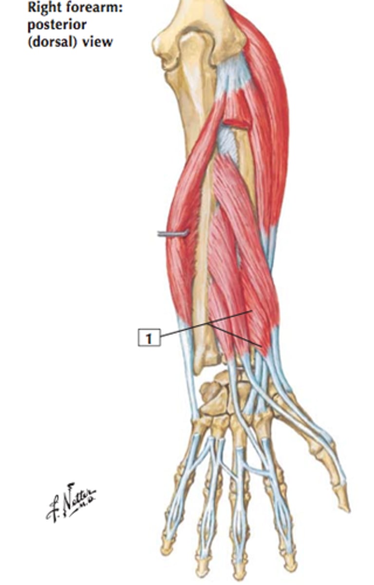 <p>Welke spier is 1?</p>