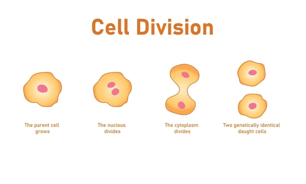 <p>cell division</p>
