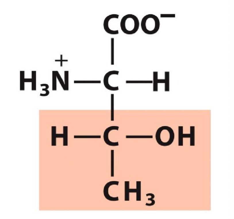 <p>Polar uncharged</p>