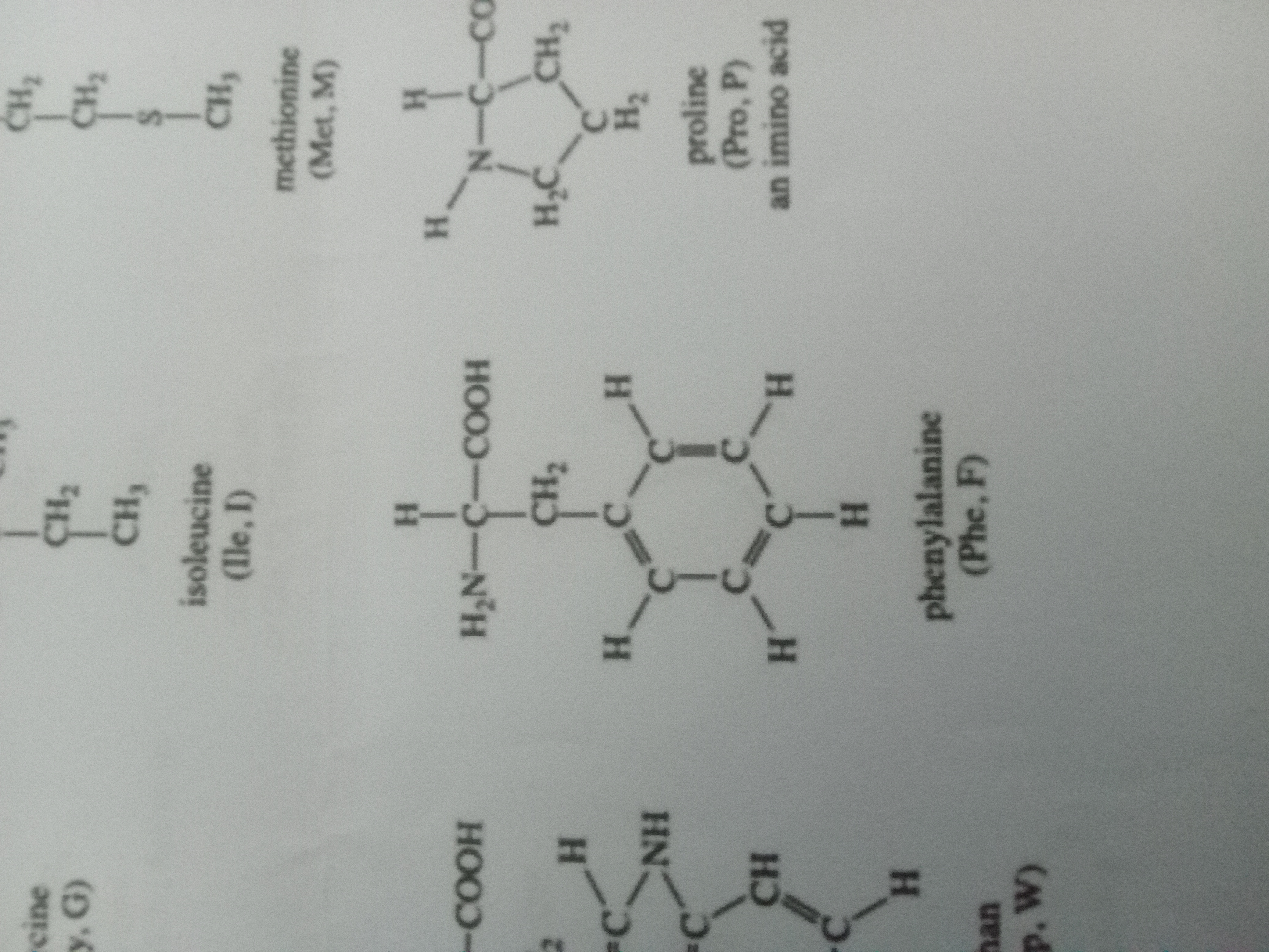 <p>Phenylalanine </p>