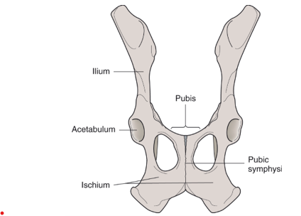 <p>ilium, ischium, pubis, acetabulum (bony part of socket joint)</p>