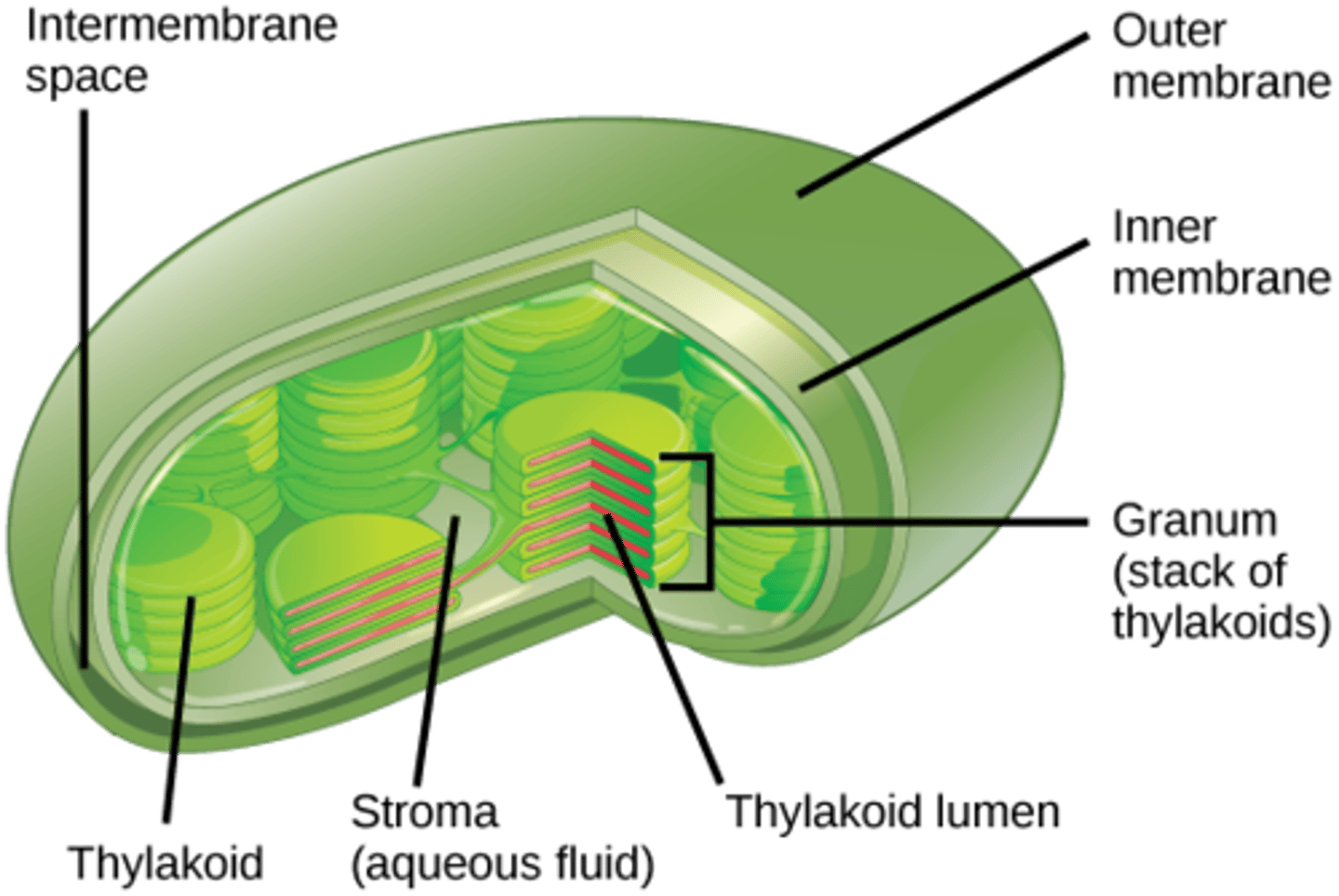 <p>Not that much different from the adaptations of the mitochondrian for production of ATP by aerobic cell respiration.</p><p>The chloroplast has a two (double) membrane: the outer membrane and the inner membrane; and there is an intermembrane space between the two membranes. Inside the inner membrane are these structures called thylakoids that are full of chloroplast. The area inside of the inner membrane that is not within the chloroplast is called the stroma.</p><p>Instead of folding up the inner membrane, there is an extra level of compartmentilization where chlorophyll is inside of another membrane called the thylakoid; separated out the chlorophyll from the stroma and placed it inside the thylakoid.</p><p>Part of the reactions of photosynthesis, happen in photosystems (change of reactions); that occurs along the surface of the thylakoid.</p><p>There is a large amount of surface area due to the chlorophyll being stored inside the thylakoids; more thylakoids mean more membranes, more membranes mean more surface are for reactions. Lots of surface area gives very little volume inside of each thylakoid.</p><p>Two membranes allow compartmentilization of enzymes and substrates for Calvin Cycle in the stroma; separated away from the intermembrane space and the photosystems inside the thylakoid.</p>