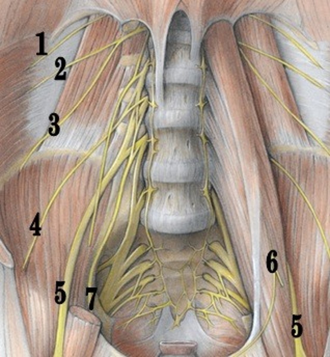 <p>ID 3 fiber type</p>