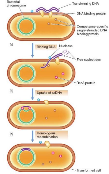 <p>explica esta imagen&nbsp;</p>