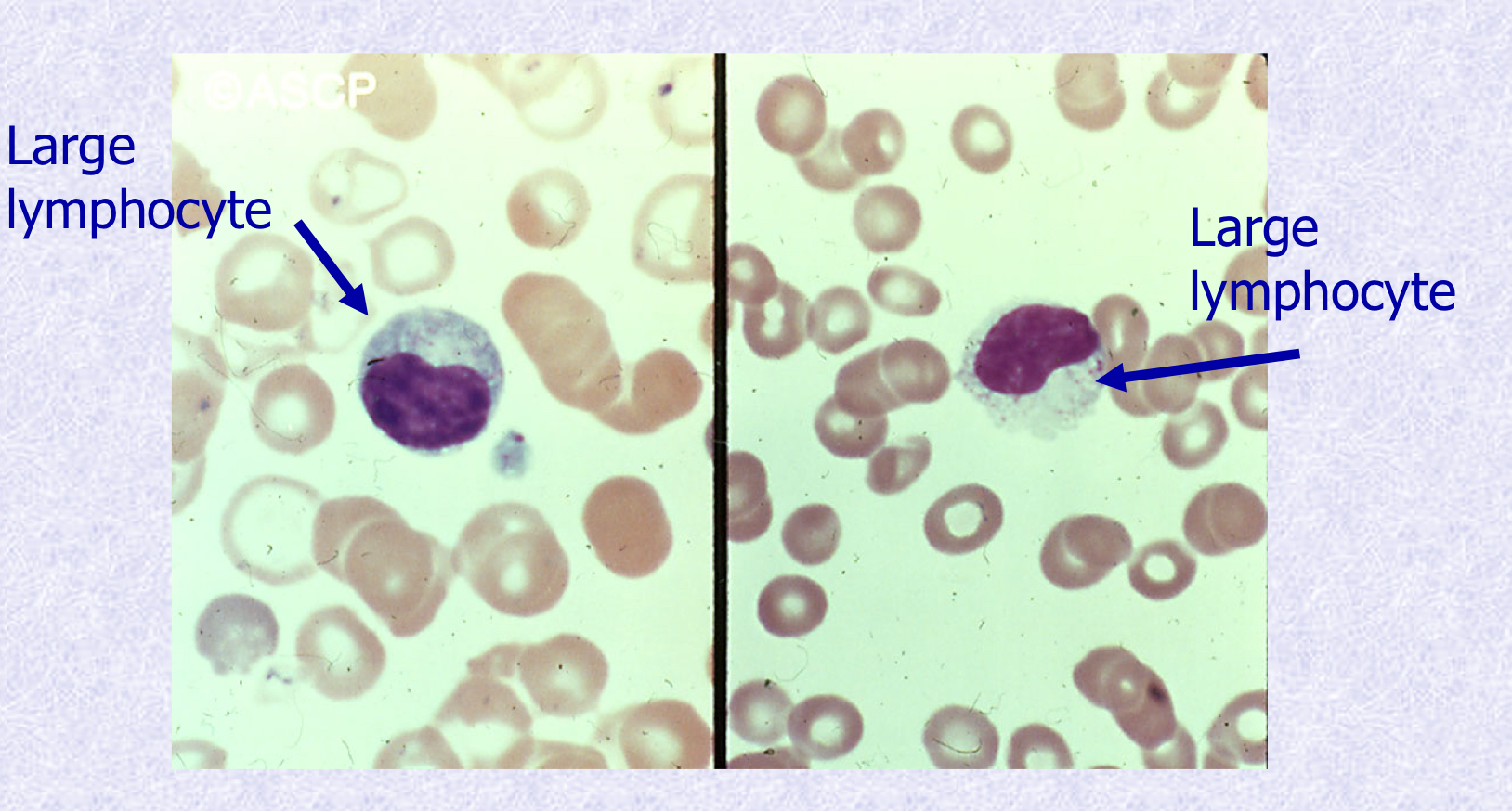 <p>What cell types are shown?</p>