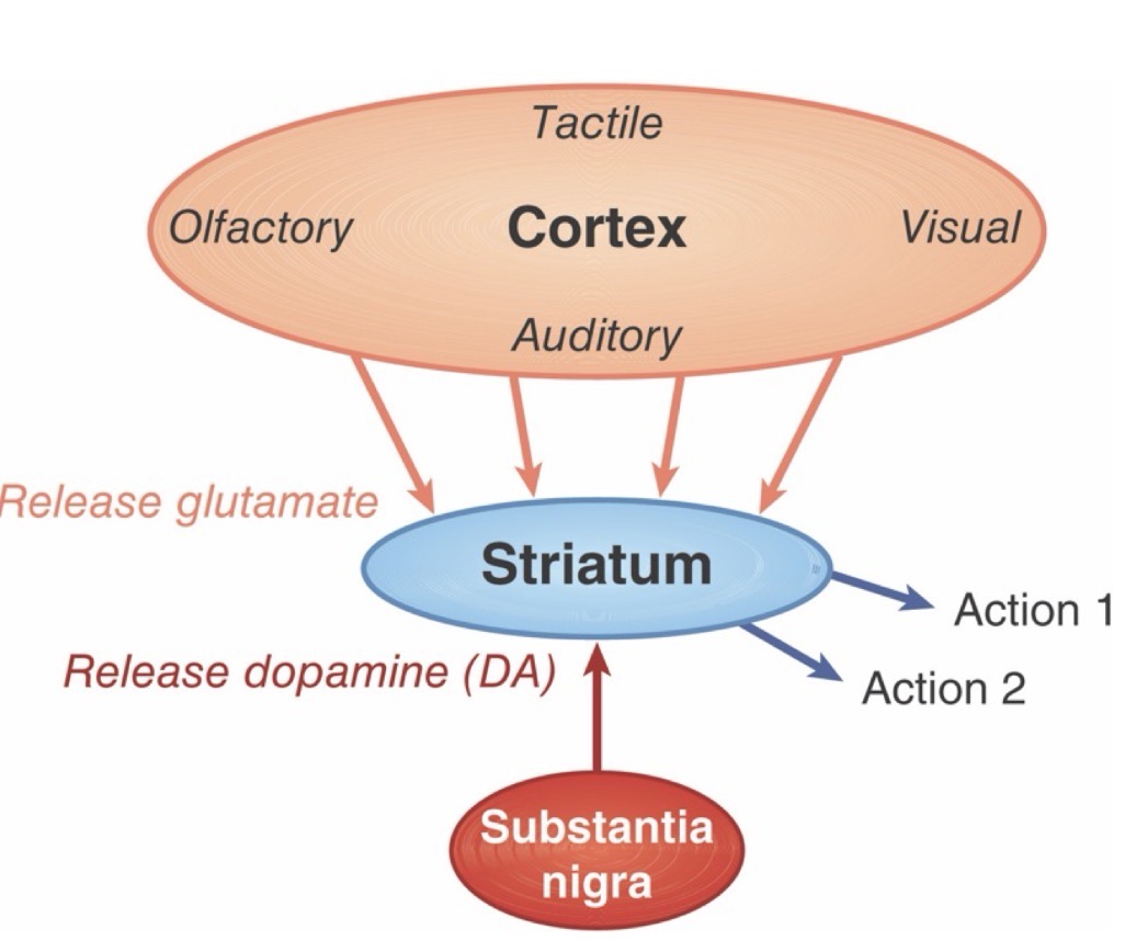 <p>dopamine to the striatum in response to unexpected reward to action.</p>