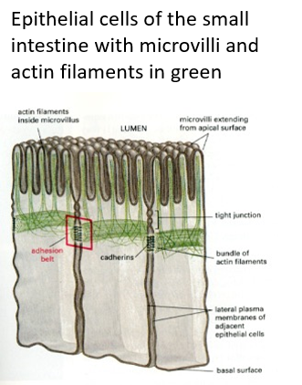 <p><span>Actin filament bundles <strong>provide support</strong> e.g for microvilli in the gut and for <strong>stereocilia </strong>to detect vibration of sound waves in the cochlea They are found <strong>beneath the plasma membrane, </strong>a region called the <strong>cortex of the cytoplasm. </strong>These <strong>maintain cell shape</strong> in red blood cells (erythrocytes)</span></p><p></p>