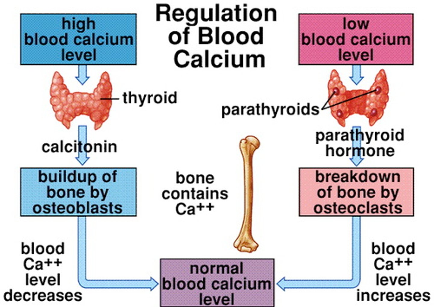 <p>Maintenance of a stable level of calcium in the blood<br>-regulated by hormones and other processes that control the movement of calcium in the bones, kidneys, and gut</p>