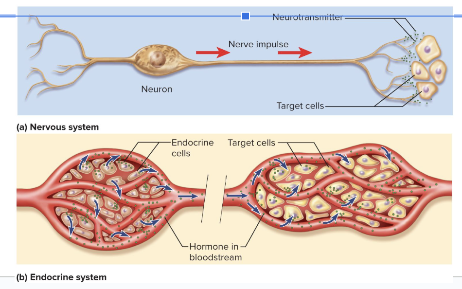 <p>organs or cells that have receptors for a hormone and can respond to it</p><ul><li><p>Some target cells ave enzymes that convert a circulating hormone to its more active form</p></li></ul><p></p>
