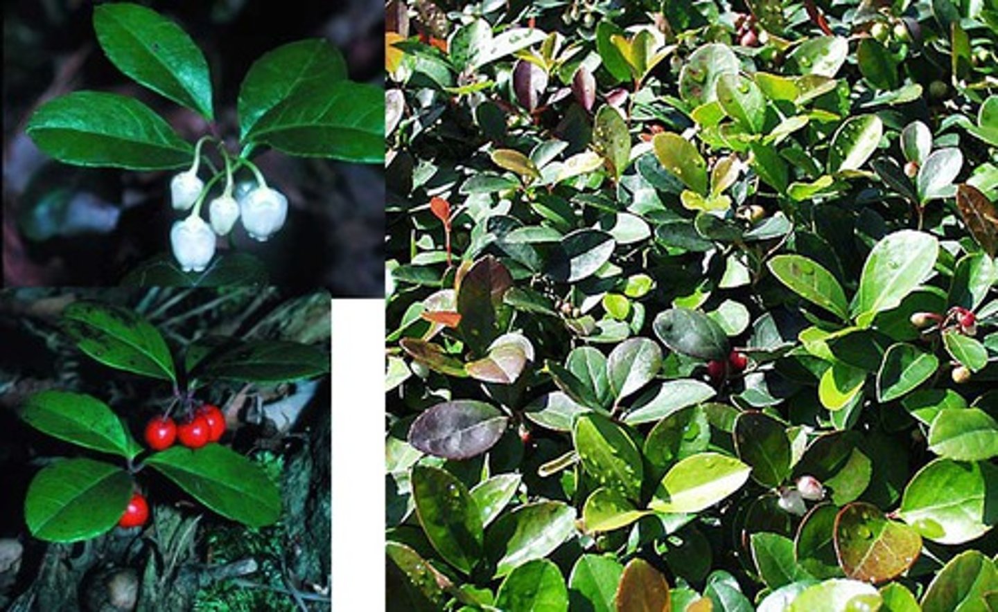 <p>Wintergreen</p>