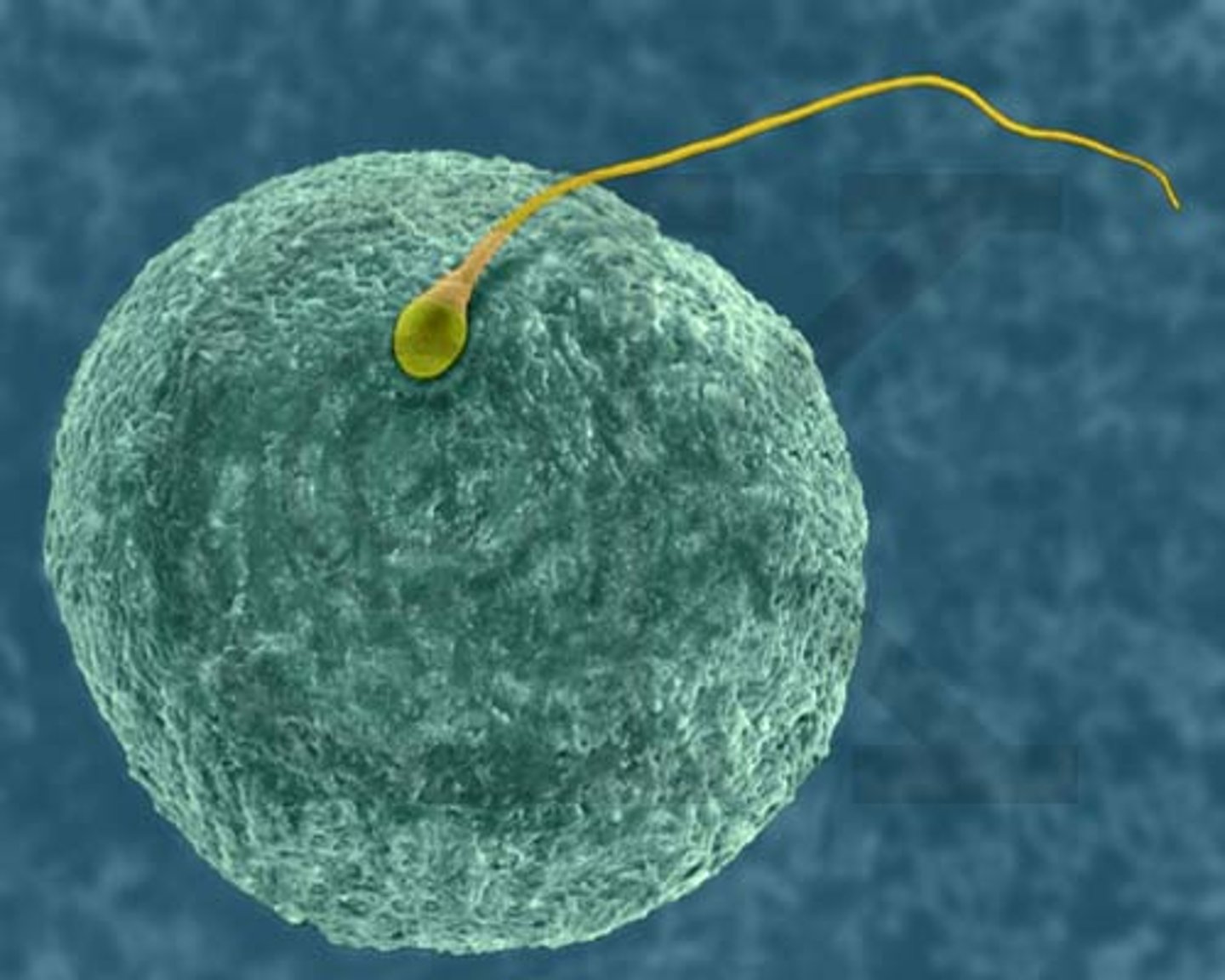 <p>Fusion of an egg and sperm cell</p>