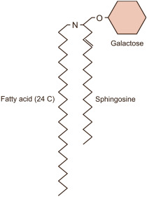 <ul><li><p>Neutral glycolipids, each molecules has an uncharged sugar as its head group</p></li><li><p>Galactose-sphingosine-FA</p></li></ul><p></p>
