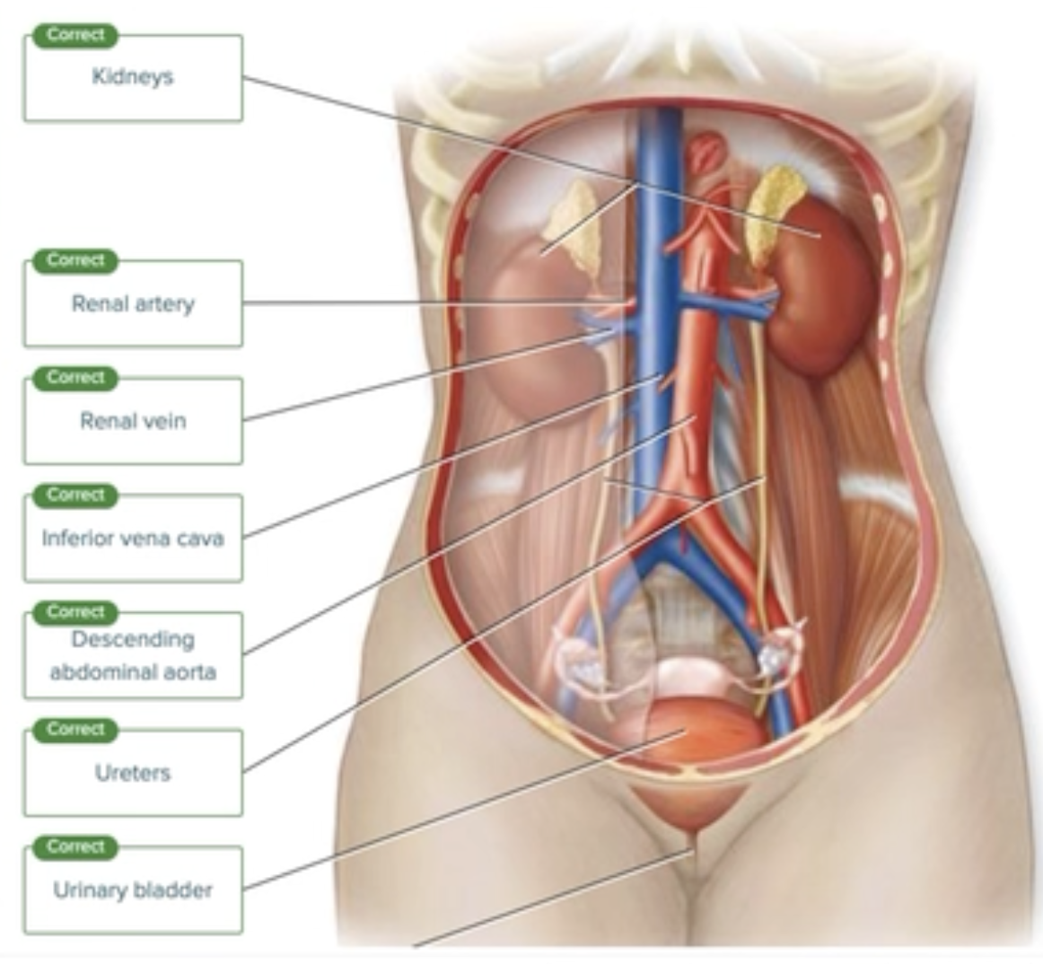 <p>urethra</p>