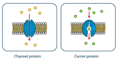 <p>Transporter Proteins</p>