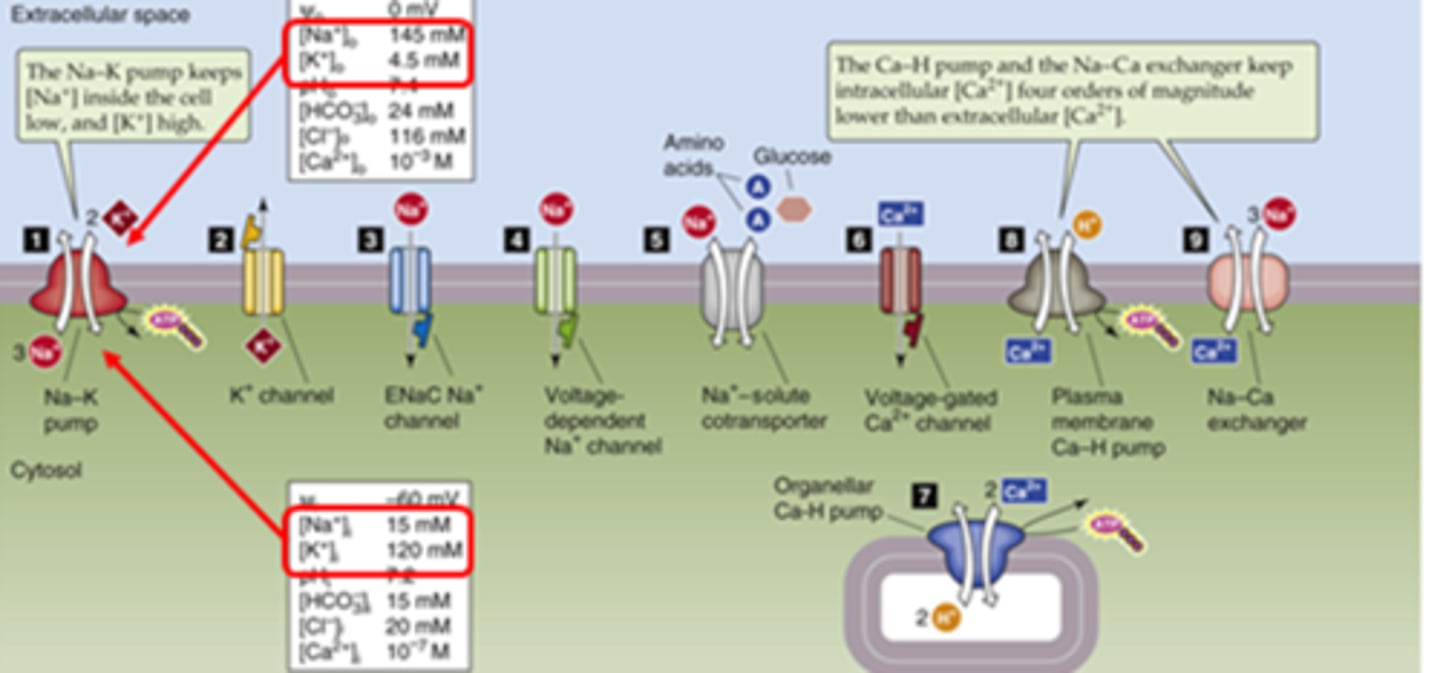 <p>K+ higher inside</p><p>Na+ higher outside</p><p>*Na+/K+ transporter on every single cell in the body</p>