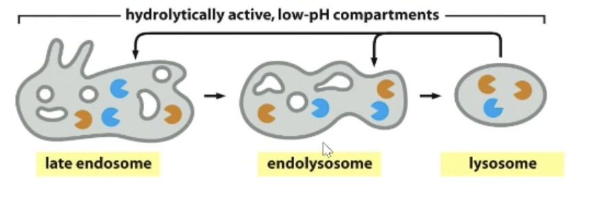 <p>They become acidic! Proton pumps will pump protons from cytosol into lumen.</p><p>Late endosomes can endocytose their own membrane (noted by smaller vesicles).</p><p>Late endosomes can fuse into lysosomes.</p>