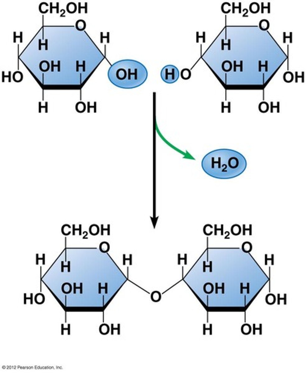 <p>A chemical reaction in which two molecules covalently bond to each other with the removal of a water molecule.</p>