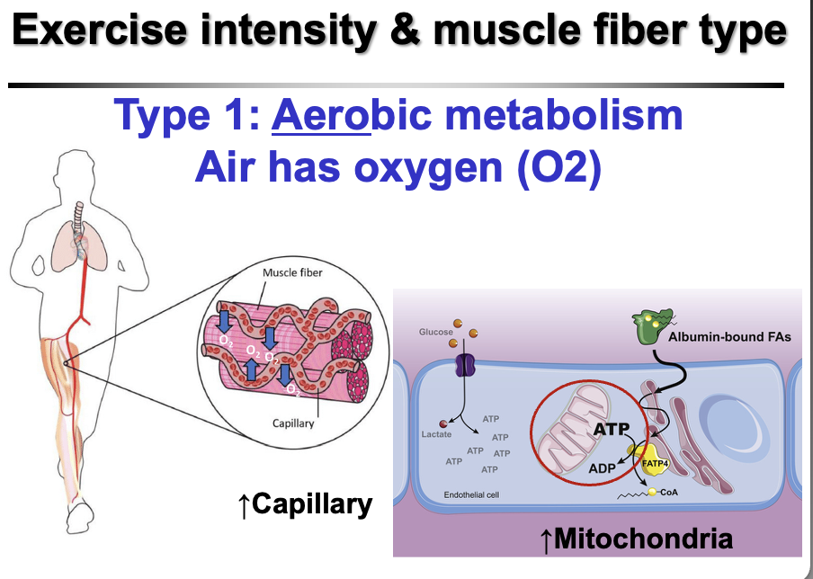 <p><strong>Aerobic (oxidative) metabolism</strong><br>• Uses <strong>oxygen (O₂)</strong> to produce ATP<br>• ATP generated in the <strong>mitochondria</strong><br>• High <strong>mitochondrial density</strong>, <strong>capillary density</strong>, and <strong>myoglobin</strong><br>• Supports <strong>long-duration, low-intensity (endurance)</strong> activities</p>