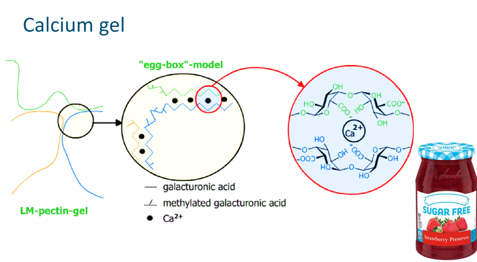 <ul><li><p>The negatively charged groups on the pectin form ionic bonds with positively charged calcium ions, forming a so-called eggbox model</p></li><li><p>The eggs are the calcium ions that are trapped between two polymers</p></li><li><p>Several calcium ion bonds in a row form a junction zone</p></li><li><p>Typically an LM pectin is used or this type of gel, because charged group are needed and LM pectins have enough<strong> free</strong> carboxyl groups</p></li><li><p>Sugar free jam usually contains a calcium gel </p></li></ul><p></p>