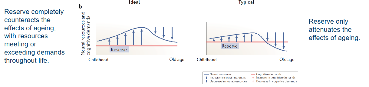 <p>Differences in cognitive processes as a function of lifetime intellectual activities and other environmental factors → Explain differential susceptibility to functional impairment / cognitive decline.</p><p></p><p>= Cumulative enhancement of neural resources based on genetic and/or environmental factors, helping to mitigate the effects of decline caused by ageing or age-related diseases.</p><ul><li><p>Cognitive reserve can continue to accumulate in older age (beyond childhood and young adulthood)</p></li></ul><p></p>