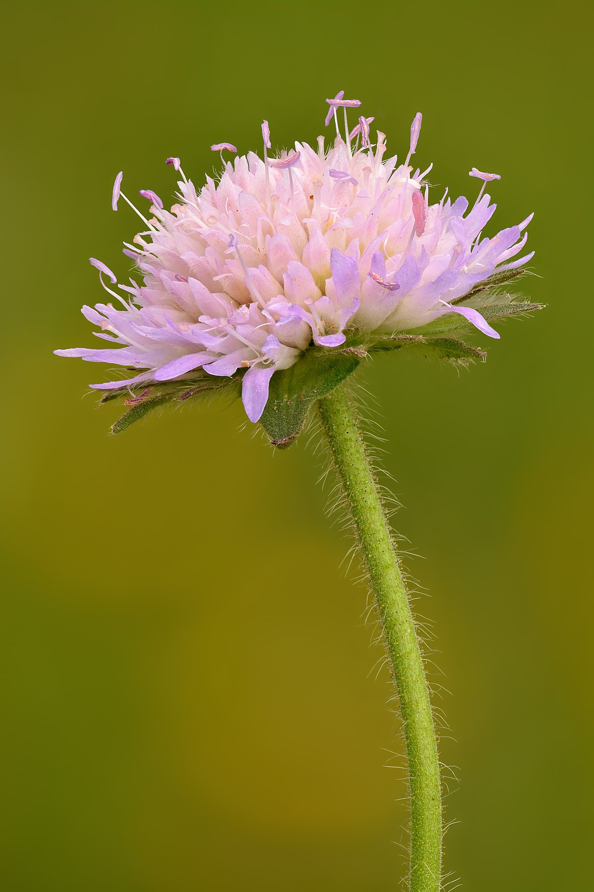 <p><em>Caprifoliaceae -</em> zimolezovité (<em>Dipsacacae</em>)</p><p><em>Knautia arvensis -</em> chrastavec rolní</p>