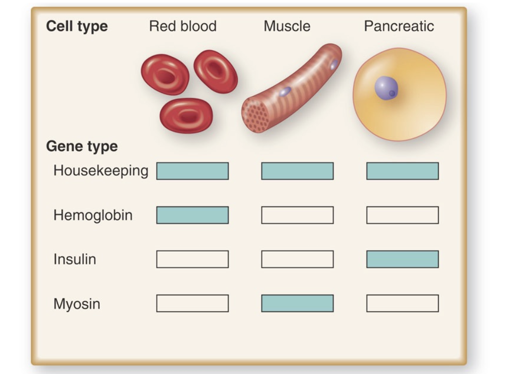 <p>one that virtually all cell types express. </p><p>they are often used as controls in experiments because their expression levels don’t vary too much from one cell type to another</p>