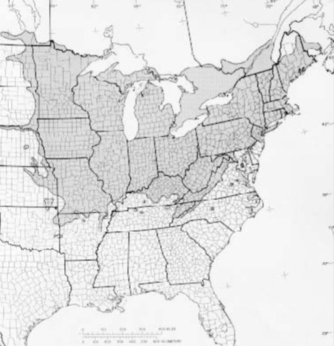 <p>What species is this?</p>