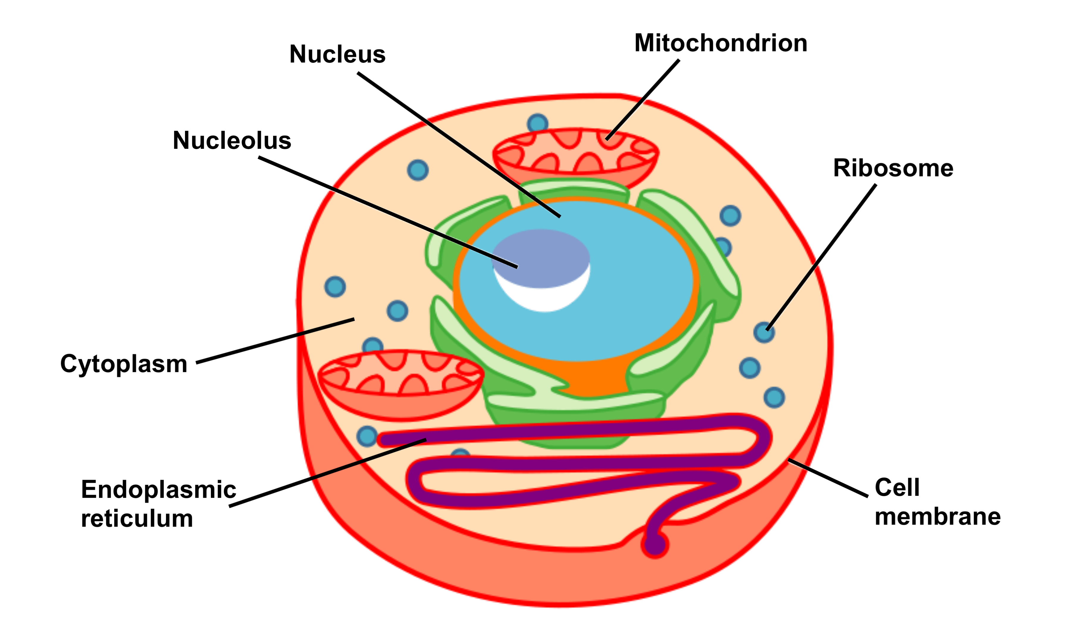 The covering that forms the outer boundary of the cell is called the ___.