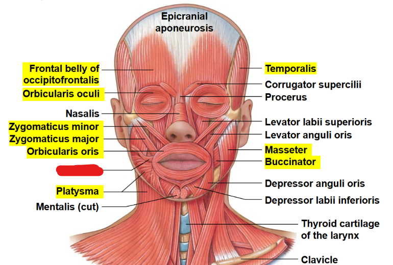 <p>What muscle is this?</p>