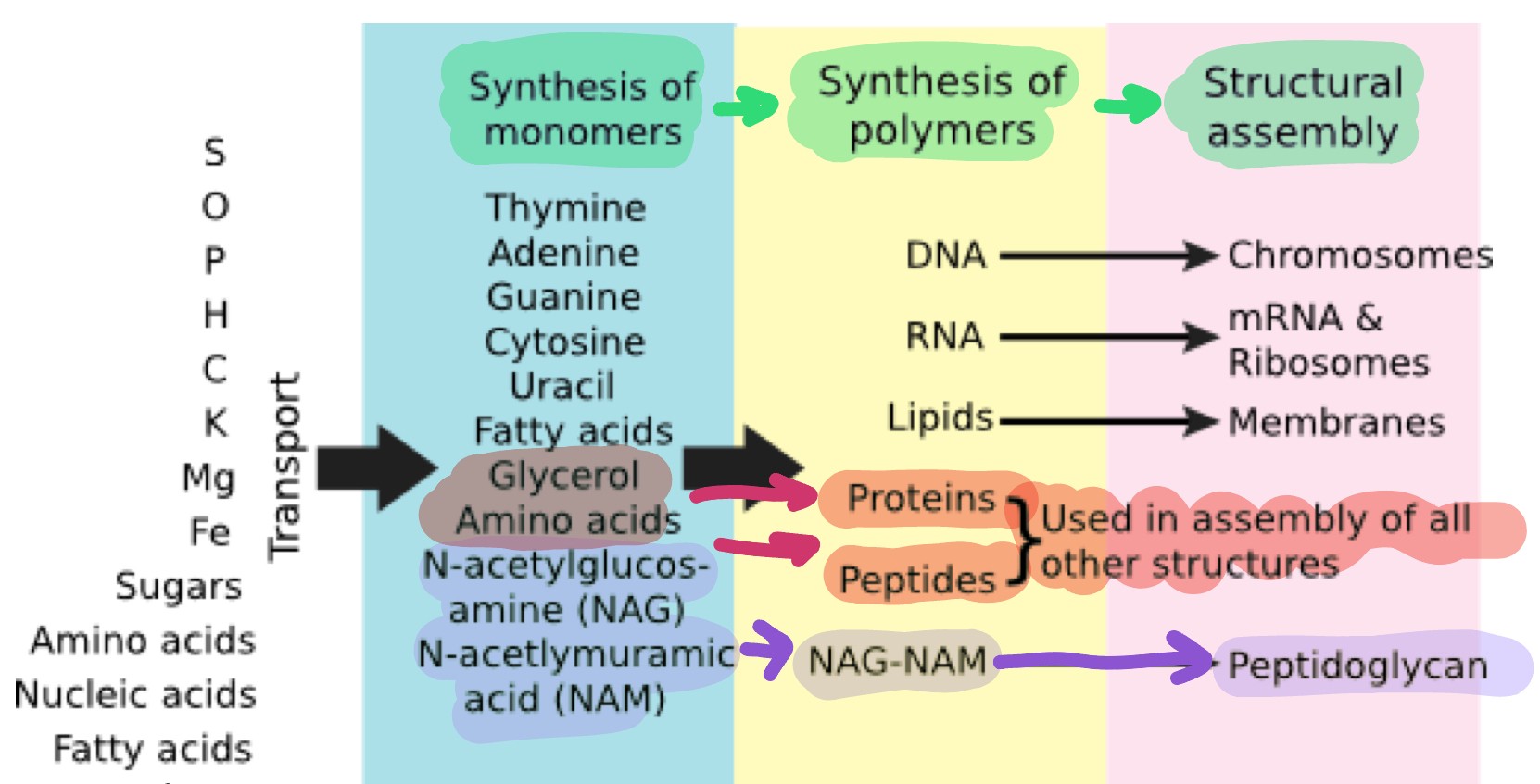 <p>they are metabolized to make more cellular components</p><p>simple elements → structures in cell</p><p></p>