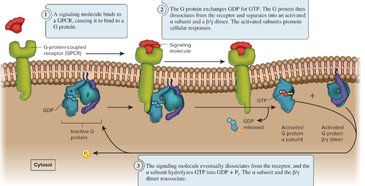 <p>G-proteins that bind GTP to GDP and causes their a and b/y dimer subunits to disassociate </p>