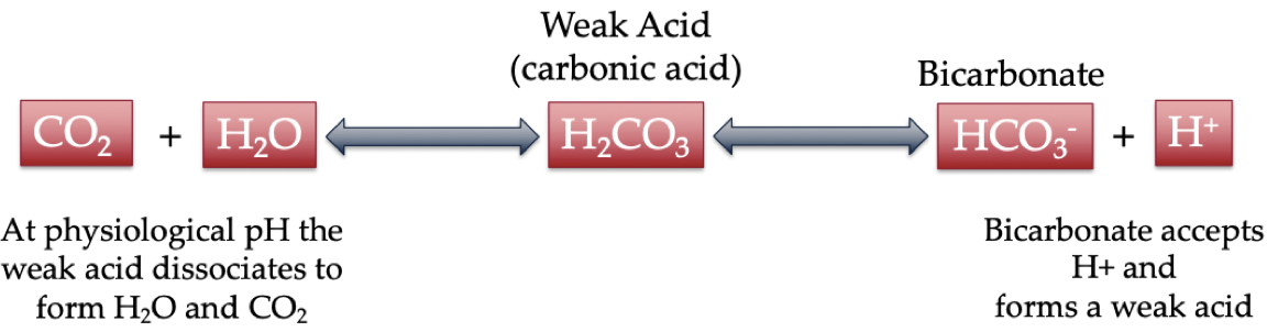 <p>Maintains blood pH by allowing central chemoreceptors to sense the blood pH.</p><ul><li><p>The more CO2 that enters, the more hydrogen that is produced, which is sensed</p></li><li><p>This is a near-equilibrium reaction so can occur in both directions, increased H+ results in increased CO2 and increased CO2 results in increased H+</p></li></ul>