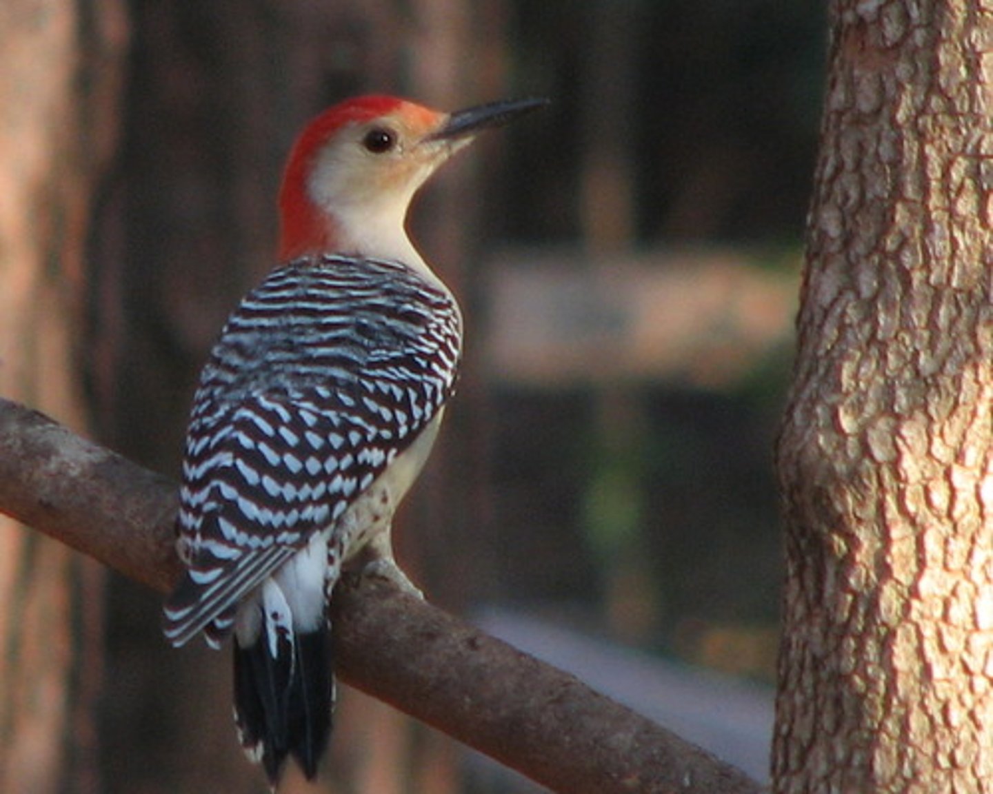 <p>Piciformes</p><p>Picidae</p>