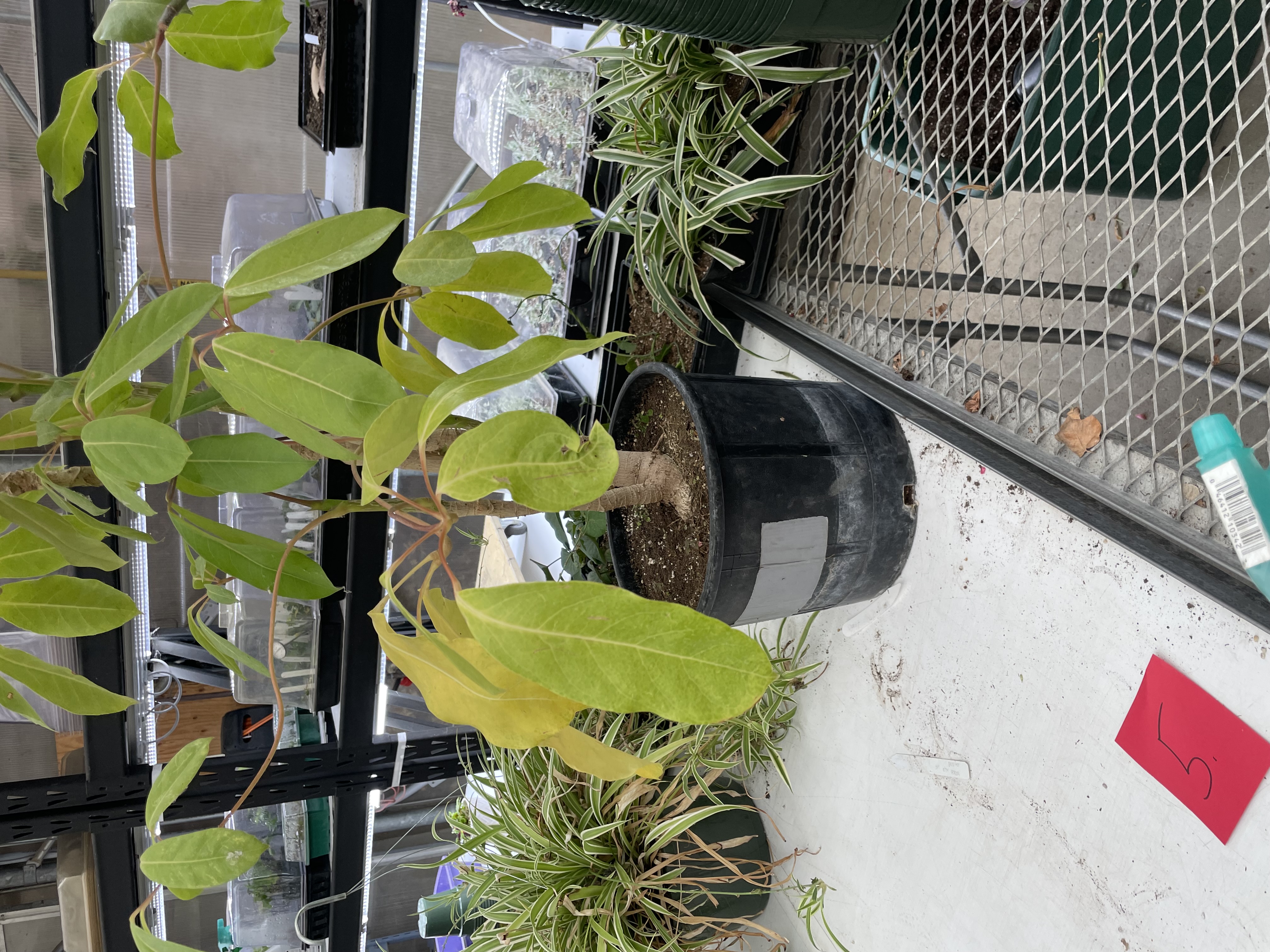 <p>Umbrella Tree</p>