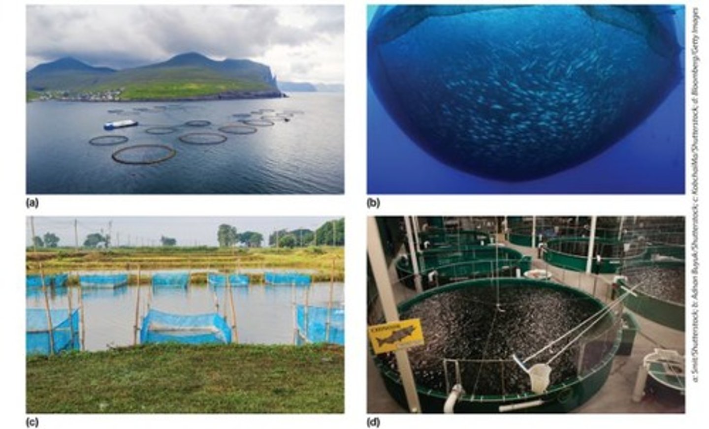 <p>Methods include dredging, long-lining, purse seine, and drift nets.</p>