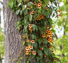 <p>Cross Vine</p>