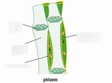 <p>Sieve tube</p><p>Companion cell</p><p>Sieve end plate</p>