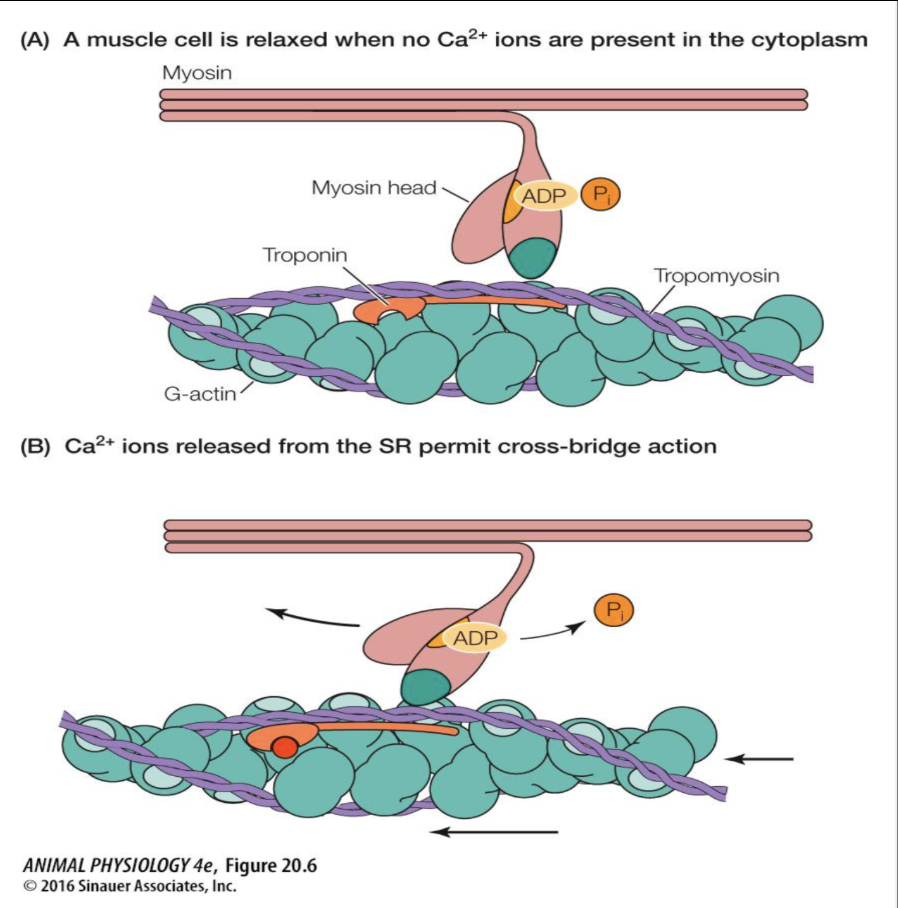 <ul><li><p><span style="background-color: transparent;">Relaxed muscle cross-bridges are “primed” (ADP + P) but are unable to generate power stroke&nbsp;</span></p><ul><li><p><span style="background-color: transparent;">Ca2+ from sarcoplasmic reticulum is required to expose myosin binding sites on actin via troponin/tropomyosin complex&nbsp;</span></p></li></ul></li><li><p><span style="background-color: transparent;">An AP must be generated and travel alongside the sarcolemma and into t-tubules (excitation-contraction coupling)&nbsp;</span></p></li></ul><p></p>