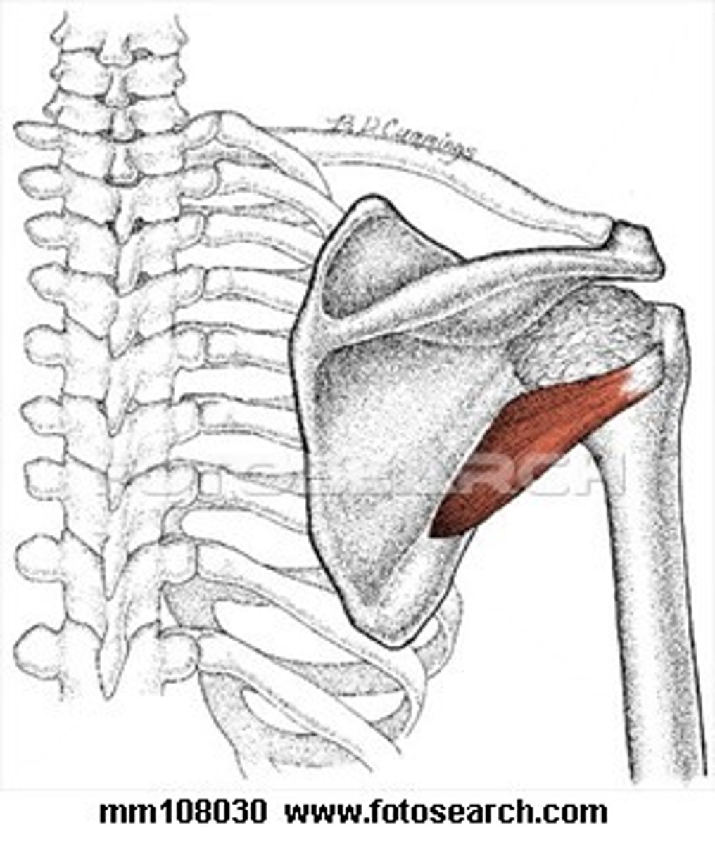 <p>Teres Minor Insertion</p>