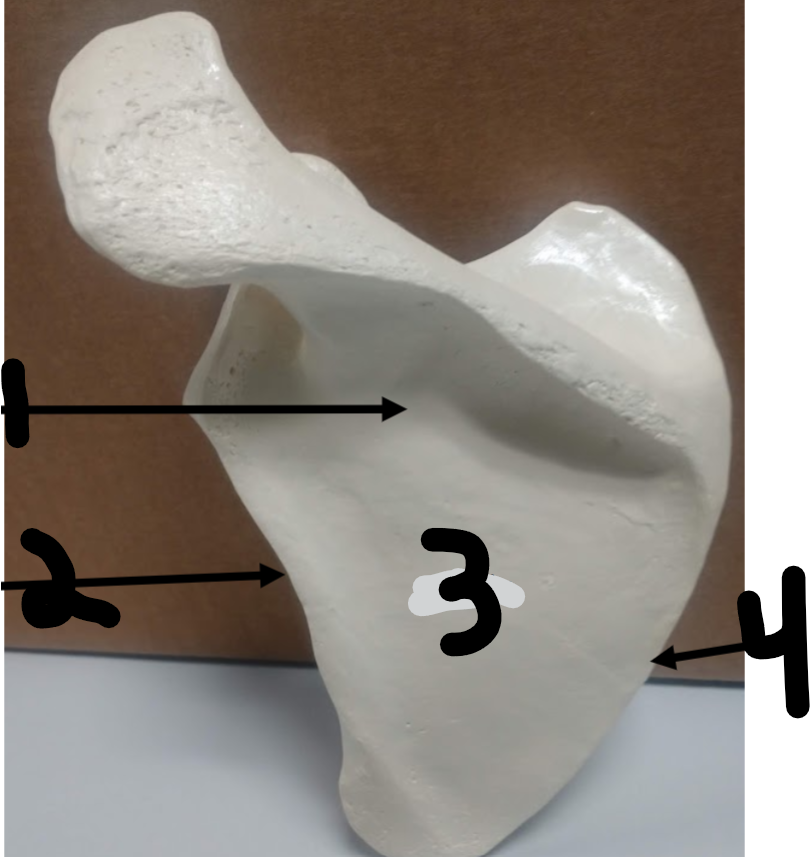 <p>What is 1?</p>