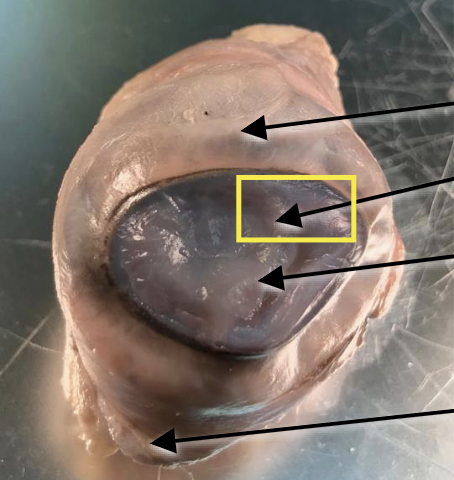 <p>What is this highlighted figure?</p>