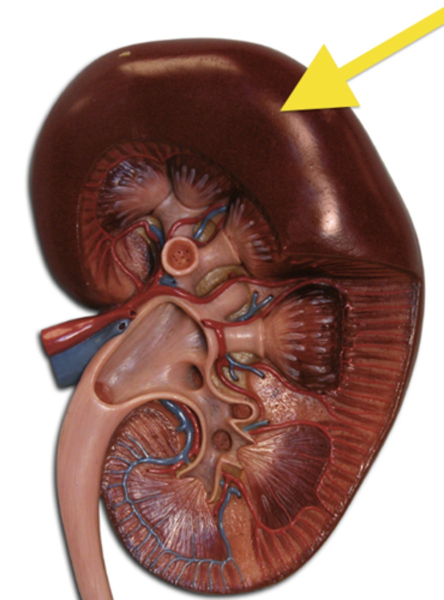 <p>covers the kidney</p>