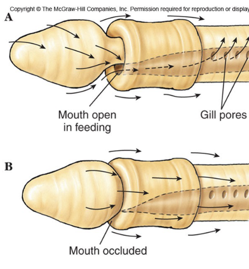 <ul><li><p>Wormlike acorn worms </p></li><li><p>cilla carry particles to mouth </p></li><li><p>Contraction of body musculature forces excess water out through gill slits </p></li></ul><p></p>